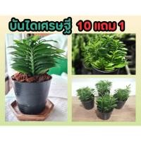 ราคา บันไดเศรษฐี ไม้มงคล ต้นว่านตีนตะขาบ ร่ำรวย ไม้ประดับ สมุนไพร ต้นไม้ ฟอกอากาศ จัดสวน แต่งบ้าน วางโต๊ะทำงาน ปลูกง่าย (25269990663)