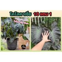 ราคา โคโลคาเซีย อโลฮ่า Colocasia Aloha ไม้มงคล ต้นไม้ บอนนอก บอนสี ต้นไม้สีดำ ฟอกอากาศ พืช ดิน ปุ๋ย สวน แต่งบ้าน (25269980632)