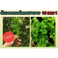 ราคา ต้นวอลเตอร์เครส ฮาวาย ผักเป็ดญี่ปุ่น กิ่งสดมีรากแก้วพร้อมปลูก ผักสวนครัว พื้นบ้าน สวน ประดับบ้าน ปลอดสาร ปลูกง่าย ผัก (25221433891)