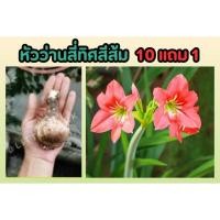 ราคา หัวว่านสี่ทิศสีส้ม ไม้ประดับ พันธุ์พื้นเมือง สมุนไพร ต้นไม้ ฟอกอากาศ สวน จัดสวน แต่งบ้าน สวนครัว หัวแข็งแรง ไม้ดอกสวย (25219247394)
