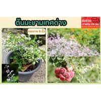 ราคา ต้นมะขามเทศด่าง กระถาง 8 นิ้ว สวน บอนไซ ต้นไม้ด่าง ดิน ปุ๋ย กระถาง มะขาม สมุนไพร ญี่ปุ่น ใบสีชมพู ไม้ฟอกอากาศ ไม้มงคล (25191742893)