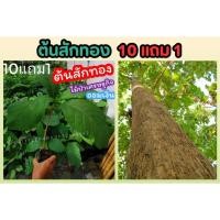 ราคา ต้นสักทอง ต้นกล้าสูง 25 40 ซม ต้นไม้ป่าเศรษฐกิจ ไม้ยืนต้น ปลูกเพื่อออมเงิน ร่มรืน ต้นไม้แข็งแรง ปลูกป่า ธรรมชาติ (25171366148)