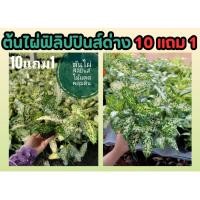 ราคา ต้นไผ่ฟิลิปปินส์ด่าง Gold dust Dracaena Florida Beauty ต้นไม้มงคล ไม้แดด คลุมดิน ไม้ด่าง ฟอกอากาศ ผัก จัดแต่งบ้าน (25169781675)