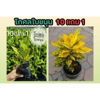 ราคา โกศลใบขนุน ต้นโกศล ไม้มงคล ปลูกแล้วเสริมบารมีอยู่เย็นเป็นสุข ไม่ประดับ ตกแต่งบ้าน ไม้ดอก ต้นไม้ ปลูกง่าย ฟอกอากาศ ดิน (25169348757)