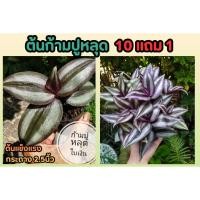 ราคา ต้นก้ามปูหลุด ใบเงิน ต้นปีกแมงสาป ต้นแข็งแรง ในกระถาง 2 5 นิ้ว ตกแต่งบ้าน จัดสวน ร่มรื่น ธรรมชาติ ต้นไม้ฟอกอากาศ (25121115027)