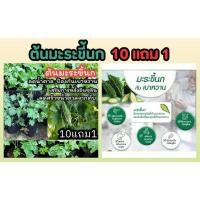 ราคา ต้นมะระขี้นก ออแกนิก ปลุกง่าย สมุนไพรไทย ผัก น้ำพริก สลัด ต้นกล้า ผลไม้ ดิน ปุ๋ย เมล็ดพันธุ์ มะระจีน ชา ปลอดสารเคมี (25083217368)