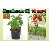 ราคา ต้นมะเขือเทศราชินี ต้นมะเขือเทศเชอรี่ ปลอดสาร ผักสวนครัว ผลไม้ สวน การเกษตร สมุนไพร ดิน ปุ๋ย กระถาง ไม้แดด ต้นไม้เลื้อย (25070989354)