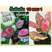 ราคา อัญมณีแดง ไม้มงคล อโกลนีมา อัญมณีแดงไม้แข็งแรง ดอกไม้ ไม้ประดับ ตกแต่งบ้าน สวน ไม้มงคล ต้นไม้สีสวย ปลูกง่ายต้นแข็งแรง (25069179599)