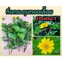 ราคา กิ่งกระดุมทองเลื้อย เบญจมาศเครือ ไม้เลื้อย คลุมดิน ฟอกอากาศ ดิน ปุ๋ย กระถาง ไม้ดอก ไม้แดด ไม้มงคล ตกแต่งบ้าน จัดสวน (25019955560)