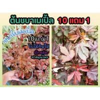 ราคา ต้นชบาเมเปิ้ล ต้นชบาแดง ใบสีแดง ต้นชบา ต้นเมเปิ้ล ต้นไม้มงคล ไม้ใบ ฟอกอาการ จัดสวน แต่งบ้าน ดิน หิน ปุ๋ย กระถาง ผักสวน (24971565416)