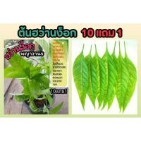 ราคา ต้นฮว่านง็อก สมุนไพรไทยรักษาโรค พญาลิง พญาวานร จักรนารยณ์ ยา บำรุง รักษา ป้องกัน ผัก แผนโบราณ สด อภัยภูเบศน์ ตำรับยา (24922145875)