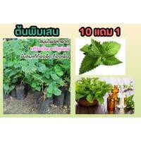 ราคา ต้นพิมเสน สมุนไพรฤทธิ์เย็น แก้ภูมิแพ้ ท้องอืด วิงเวียน ไม้หายาก อภัยภูเบศน์ ยาโบราณ รักษา ป้องกัน กลิ่นหอมมิ้น ปลอดสาร (24874716965)