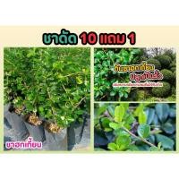 ราคา ชาดัด เลี้ยงง่าย โตไว ชาฮกเกี้ยน ทนแดด ไม้ดัด ไม้ทำรั้วบ้าน สวนรอบบ้าน ฟอกอากาศ ให้ความร่มรื่น ไม้เลื้อย ปลูกง่าย (24868999904)