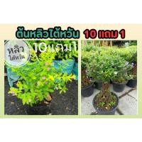 ราคา ต้นหลิวไต้หวัน ดอกสีม่วง ต้นไม้ประดับ ในถุงชำ ต้นไม้ ไม้คลุมดิน ไม้แดด ตกแต่งบ้าน จัดสวน สวนดอกไม้ ไม้เลื้อย ไทรเลื้อย (24867384955)