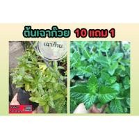 ราคา ต้นเฉาก๊วย ทำวุ้นเฉาก้วยช่วนดับร้อน ปลอดสารเคมี ปลูกง่าย ต้นไม้ ทำวุ้น น้ำเฉาก๊วย แก้ร้อนใน แก้กระหายน้ำ แก้ร้อนใน น้ำ (24834723133)