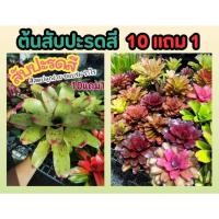 ราคา ต้นสับปะรดสี ต้นไม้ จัดสวน แต่งบ้านต้นไม้มงคล ไม้ฟอกอากาศ คอนโด ในร่ม รำไร ไม้ใบ สวนเฟริน ปุ๋ย ดินหิน กระถางต้นไม้ หญ้า (24819737314)