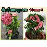 ราคา ต้นเข็มชมพูแคระ จัดสวน ทนแดด ทนแล้ง แต่งบ้าน ฟอกอากาศ หญ้าสนาม ปูหญ้า ผักสวนครัว ดอกไม้กินได้ น้ำหวาน ไม้มงคล ดอกเข็ม (24774628395)