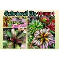ราคา ต้นสับปะรดสี นีโอCryptanthus Neo Zoe ต้นไม้ ฟอกอากาศ สวน ไม้ประดับ สมุนไพร จัดสวน แต่งบ้าน ปลูกง่าย พันธ์ไม้ในร่ม (24770085677)