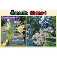 ราคา ต้นกระทิง ต้นสารภีทะเล สูง 50 75 ซม ต้นไม้ ไม้เศรษฐกิจ ไม้ป่า ไม้ฟอกอากาศ ไม้มงคล กล้าไม้ ปุ๋ยดิน ไม้ดอก ยืนต้น ตกแต่ง (24721367853)