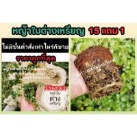 ราคา หญ้าใบต่างเหรียญ หญ้าสนามปลูกแล้ว ไม่ต้องตัด ต้นหญ้า สนาม ต้นไม้ หญ้านวลน้อย หญ้ามาเล หญ้าปักกิ่ง แต่งสวน ดิน (24671251674)