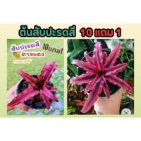 ราคา ต้นสับปะรดสี ดาวแดง ไม้ประดับ ต้นไม้ในกระถาง 4 นิ้ว สมุนไพร ต้นไม้ ฟอกอากาศ สวน จัดสวน แต่งบ้าน สวนครัว ปลูกง่ายมาก (24669746858)