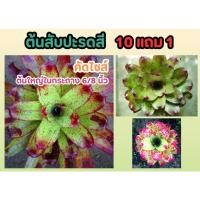 ราคา ต้นสับปะรดสี ต้นไม้มงคล ฟอกอากาศ สีชมพู 1 บาท ส่งฟรี จัดสวน แต่งบ้าน สวนน้ำตก สนามหญ้า หินปุ๋ย กระถาง ปลูกง่าย ธรรมชาติ (24620074493)