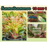 ราคา ต้นแสงเงินแสงทอง ต้นไม้มงคล ปลูกในบ้าน ไม้ประดับ ฟอกอากาศ จัดสวน แต่งบ้าน ไม้ใบ ผัก ผลไม้ สีแดง อโกลนีมา ดินปุ๋ย กระถาง (24570192087)