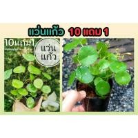 ราคา แว่นแก้ว บัวแก้ว ไม้ประดับ สมุนไพร ต้นไม้ จัดสวน แต่งบ้าน แต่งสวน ฟอกอากาศ สวน สวนครัว ปลูกง่าย ดิน ปุ๋ย พืชน้ำ ไร่ (24519372464)