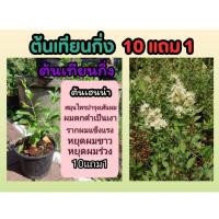ราคา ต้นเทียนกิ่ง ต้นกาว ต้นเฮนน่า สมุนไพร ปลอดสารเคมี ผมดก หยุดผมร่วง หยุดผมขาว แก้ปัญหา ออแกนิค ยาย้อม ธรรมชาติ ผักสวน (24519240031)