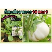 ราคา ต้นมะเขือจานขาว ถุงชำ 6 นิ้ว ผักสวนครัว ผักอินทรีย์ ผักสลัด ผลไม้ ต้นไม้ ดินปุ๋ย หิน กระถาง ฟอก จัดสวน แต่งบ้าน ปลอดสาร (24472122990)