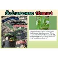 ราคา ต้นว่านสาวหลง ว่านฤาษีร้าง ว่านมหาเสน่ห์ ต้นไม้มงคล เครือสาวหลง เมตตามหานิยม สมุนไพรทำหัวน้ำหอม จัดสวน แต่งบ้าน ผัก ยา (24469968025)