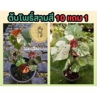 ราคา ต้นโพธิ์สามสี ไม้ด่าง โพธิ์3สี โพธิ์ 7สี โพธิ์ด่าง ไม้ประดับ ต้นไม้ ฟอกอากาศ จัดสวน แต่งบ้าน ปุ๋ย ดิน กระถาง ต้นโพธิ์ (24469388959)