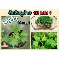ราคา ต้นจิงจูฉ่าย ปลอดสารพิษ ป้องกันมะเร็ง ต้านสารอนุมูลอิสระ ต้นไม้สมุนไพร อภัยภูเบษศน์ ผักสวนครัว รักษา ป้องกัน บำรุง ปุ๋ย (24421964359)