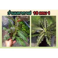 ราคา ว่านมหากาฬ สมุนไพร รักษาสะเก็ดเงิน ขับพิษร้อนใน รักษางูสวัส เริม สมุนไพรโบราณ ผัก ผลไม้ อภัยภูเบศน์ ลดอาการ ป้องกัน (24421713530)
