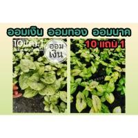 ราคา ออมเงิน ออมทอง ออมนาค Syngonium Varieties ต้นไม้มงคล ในถุงปลูก 5 นิ้ว ไม้นำโชค ไม้ในร่ม ตกแต่งบ้าน จัดสวน ดิน (24420078958)