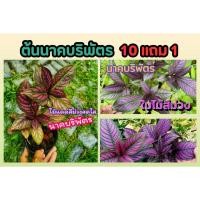 ราคา ต้นนาคบริพัตร ต้นไม้มงคล ไม้แดด ใบสีม่วง ไม้ใบ สวน จัดสวน สวนครัว ตกแต่งบ้าน ไม้ประดับ ปลูกง่าย ปลอดสาร ไร่ สวนดอกไม้ (24419383340)