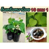 ราคา ต้นเครือหมาน้อย ต้นเยลลี่ วุ้นธรรมชาติ ดับร้อนใน สมุนไพรไทย ไม้เลื้อย ป้องกัน อภัยภูเบศร์ จัดสวน แต่งบ้าน ต้นย่านาง (24376464246)