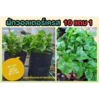 ราคา ผักวอลเตอร์เครส ใบใหญ่ ผักสวนครัว สมุนไพร อินทรีย์ ผักสลัด ผลไม้ จัดสวน แต่งบ้าน ปุ๋ย ดิน เมล็ด ฟอกอากาศ ไม้ใบ ไม้มงคล (24371419666)