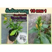 ราคา ต้นอังกาบหนู สมุนไพรไทย พื้นบ้าน สมุนไพรโบราณ บำรุงร่างการ ผักสวนครัว ดินน้ำ ปุ๋ย ต้นไม้ ยาสมุนไพรไทย ตำรับยา รักษากาย (24371386943)