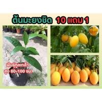 ราคา ต้นมะยงชิด พันธุ์ทูลเกล้า สูง 80 100 ซม พืชเศรษฐกิจ นครนายก ผลไม้ ผักสวนครัว ไม้มงคล ไม้แดด ต้นไม้ฟอกอากาศ ปุ๋ย ดินหิน (24370999947)