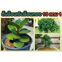 ราคา ต้นช้อนเงินช้อนทอง บอนไซ จัดสวน แต่งบ้าน ต้นไม้มงคล ยืนต้น ปลูกง่าย ฟอกอากาศ ไม้ดัด ไม้สายมู ไม้ใบ เรียกทรัพย์ ฮวงจุ้ย (24324722037)