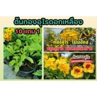 ราคา ต้นทองอุไรดอกเหลือง ดอกไม้กินได้ ต้นไม้มงคล ไม้ทนแดด จัดสวน แต่งบ้าน สมุนไพร ไม้ดอก ฟอกอากาศ ผักสวนครัว ผลไม้ ธรรมชาติ (24318845901)