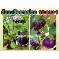 ราคา ต้นมะเขือจานม่วง ถุงชำ 6 นิ้ว สวนครัว ผักอินทรีย์ ผักสลัด ผลไม้ พืช ต้นไม้ ดิน ปุ๋ย หิน กระถาง จัดสวน แต่งบ้าน ปลอดสาร (24271975801)