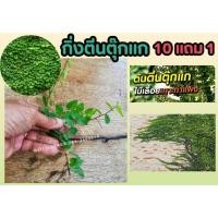 ราคา กิ่งตีนตุ๊กแก ต้นตีนตุ๊กแก ต้นไม้สะท้อนความร้อน ปลูกได้ทั้งร่มและแดด ตกแต่งบ้าน สวน ร่มรื่น ประดับ ธรรมชาติ ปลอดสารพิษ (24271252878)