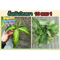 ราคา ต้นเงินไหลมา Syngonium ไม้ด่าง ต้นพันธุ์ ฟอกอากาศ ต้นไม้ ดิน ปุ๋ย กระถาง จัดสวน แต่งบ้าน ผักสวน ต้นกล้า ปลูก (24269980040)