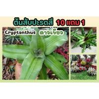 ราคา ต้นสับปะรดสี ดาวเขียว Cryptanthus ต้นไม้ จัดสวน ตกแต่งบ้าน ไม้ประดับ สมุนไพร ฟอกอากาศ สวน แต่งบ้าน สวนครัว ไม้ประดับ (24219802938)