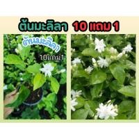 ราคา ต้นมะลิลา ต้นไม้แดด ไม้ดอก ไม้ใบ จัดสวน แต่งบ้าน ผักผลไม้ ดินปุ๋ย ฟอกอากาศ ไม้มงคล สมุนไพร วันแม่ พวงมาลัย ปลูกง่าย หิน (24219235610)