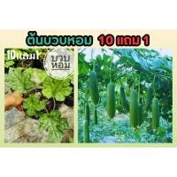 ราคา ต้นบวบหอม ต้นบวบกลม ผักพื้นบ้าน แกง ต้ม ผัด ต้นบวบ สมุนไพรไทย ผักสวนครัว ต้นไม้ สวน ผัก ไม้ฟอกอากาศ ผักสลัด แต่งบ้าน (24171436246)