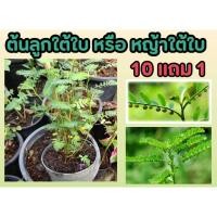 ราคา ลูกใต้ใบ ต้นใต้ใบ หญ้าใต้ใบ ไมยราบ ต้นไม้ สมุนไพรไทย แผนโบราณ ปลอดสาร ต้นไม้มีประโยชน์ สวน บ้าน บำรุง กระถาง ตกแต่ง (24171416613)