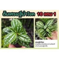 ราคา ต้นเศรษฐีนำโชค ต้นไม้มงคล ต้นไม้ฟอกอากาศ ต้นไม้สวย อยู่ในร่ม ไม้ดอก ไม้ประดับ ตกแต่งสวน ตกแต่งสวน ปลูกง่าย ธรรมชาติ (24169395890)